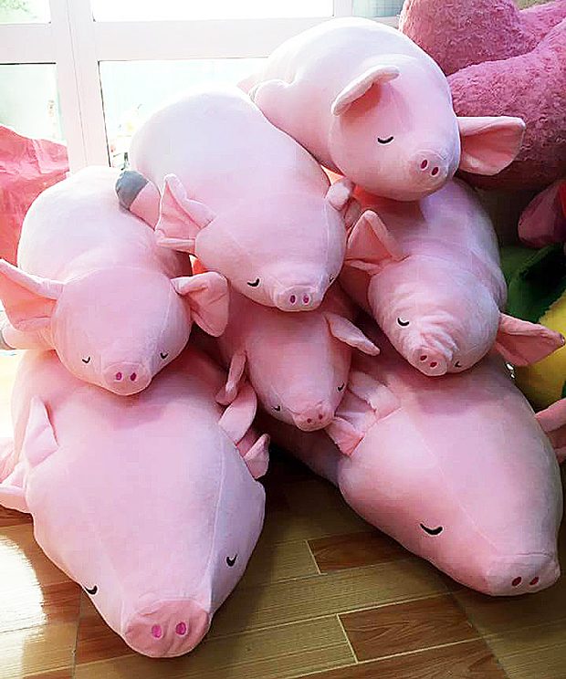 Gấu bông Heo Cần Thơ